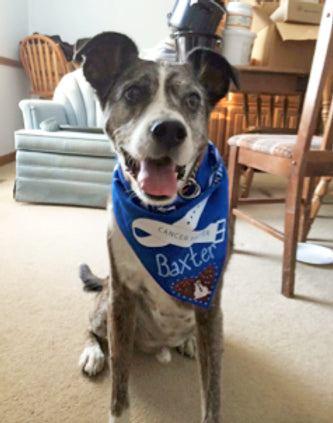 Meet Baxter, Cancer-Fighting Champion!